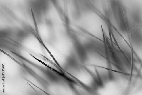 Snowflake on grass in black and white