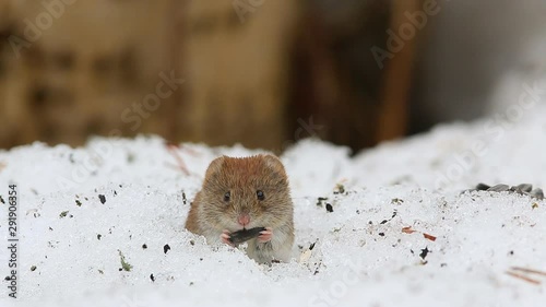 Common vole (Microtus arvalis) eats a sunflower seed while sitting in a snow