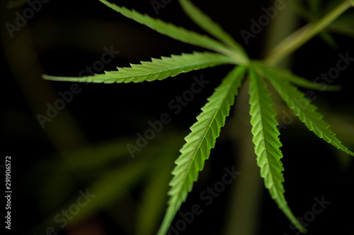 Cannabis marijuana leaf closeup dark background.