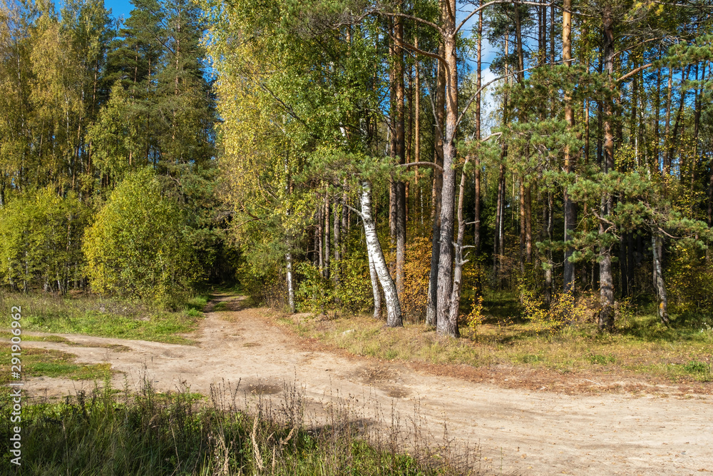 Obraz premium Dirt forest road and autumn forest in bright sunshine.
