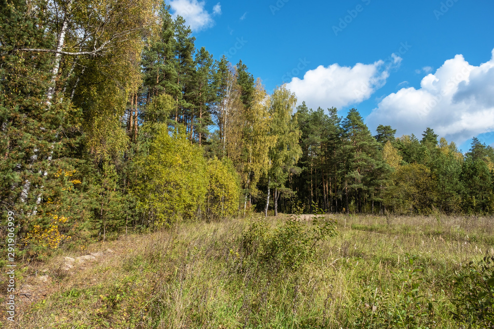 The edge of a mixed forest with yellow leaves of birches and green needles.