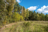 The edge of a mixed forest with yellow leaves of birches and green needles.