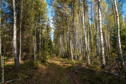 A small group of tourists on a forest road on an autumn day.