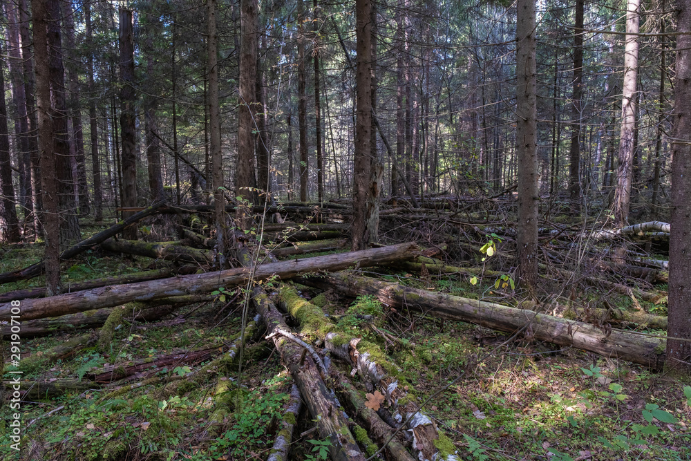 The trunks of fallen trees, covered with moss in a groomed forest. The trunks of fallen trees, covered with moss in a groomed forest.
