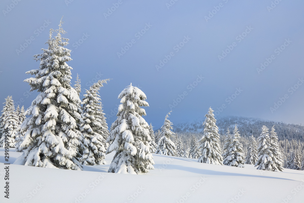 Winter scenery in the sunny day. Mountain landscapes. Trees covered with white snow, lawn and mistery sky. Location the Carpathian Mountains, Ukraine, Europe.