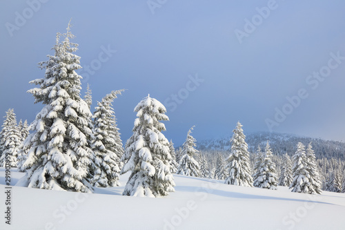 Winter scenery in the sunny day. Mountain landscapes. Trees covered with white snow, lawn and mistery sky. Location the Carpathian Mountains, Ukraine, Europe.