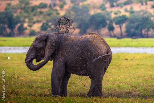 Elephant splashing mud with his trunk in Chobe National Park, Botswana