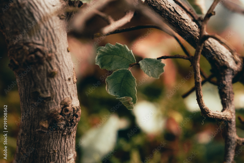 Fototapeta premium Dry tree with fallen leaves