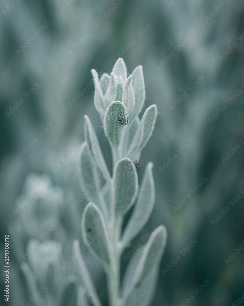 Macro plant with fluffy leaves and bugs Macro plant with fluffy leaves and bugs