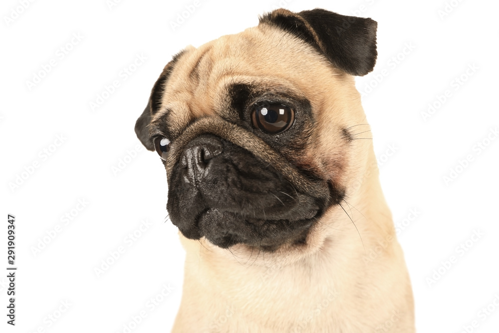 Portrait of nice purebred pug dog