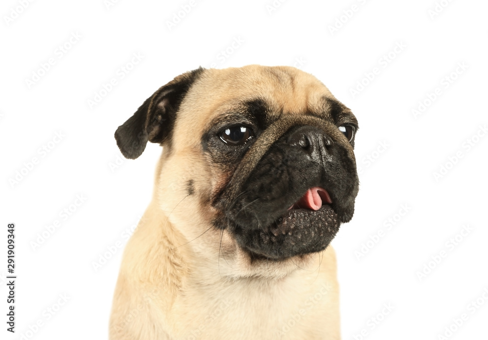 Portrait of sweet purebred pug dog