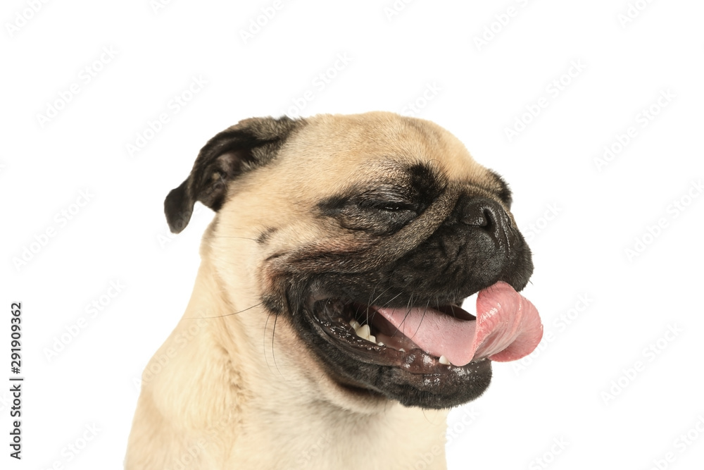 Fototapeta premium Portrait of a cute pug dog with his tongue hanging out