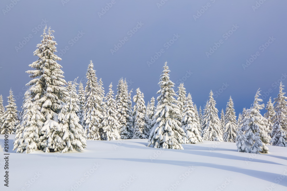 Beautiful landscape on the cold winter morning. Lawn and forests. Location place the Carpathian Mountains, Ukraine, Europe.