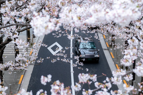 Top view of a taxi driving on the asphalt street covered by beautiful cherry blossom in full bloom at ARK Hills in Minato, Tokyo. photo