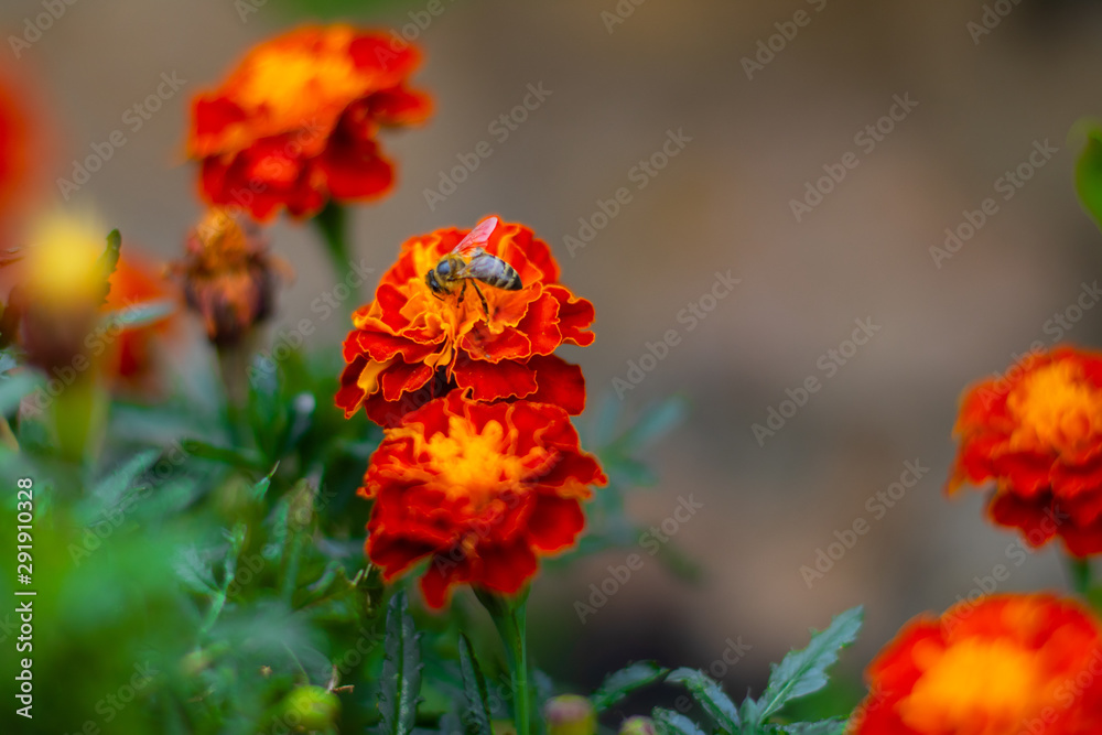 Honey bee on a colorful flower in a garden collecting pollen and nectar. Honey bee on a colorful flower in a garden collecting pollen and nectar.