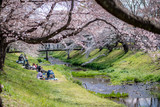 Japanese people enjoy the hanami festival, picnic with their family beside stream during cherry blossom in full bloom at Tachikawa, Tokyo