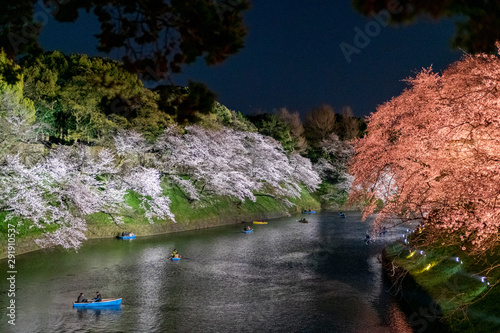People enjoy boating in the canal at Chidorigafuchi Park with illuminated cherry blossoom tree with pink and orange color. photo