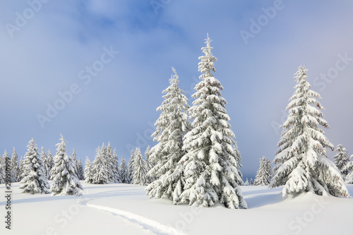 Winter landscape with trees in the snowdrifts, the lawn covered by snow with the foot path. © Vitalii_Mamchuk