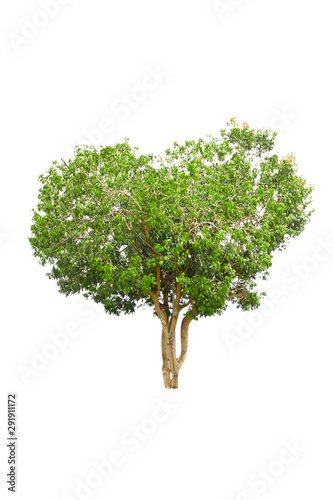 Brown tree and green leaf on a white background  isolated .