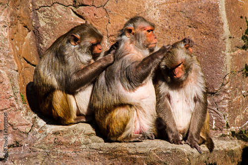 Three macaques sitting in a row and grooming each other