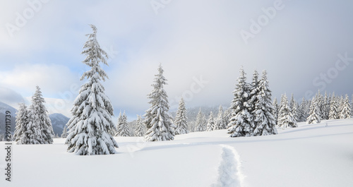 Winter landscape. Spectacular panorama is opened on mountains  trees covered with white snow  lawn and blue sky. Christmas forest.