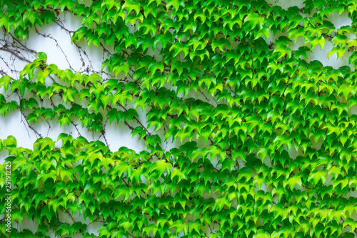 Vine variety Parthenocissus tricuspidata Veitchii, or Victoria creeper, or Boston Ivy, bright green waxy leaves on long sprout grow climbs clings tiny suction cups on building exterior wall photo