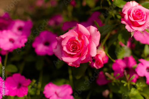 pink rose in the garden © Ксения Куприянова