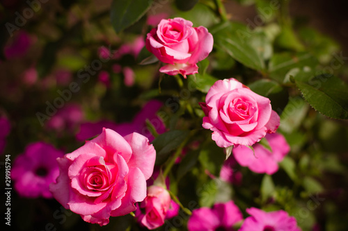 pink rose in the garden