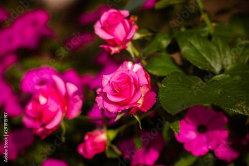 pink rose in the garden © Ксения Куприянова