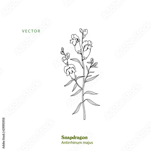 Hand drawn Snapdragon plant, Antirrhinum majus, freehand line style.