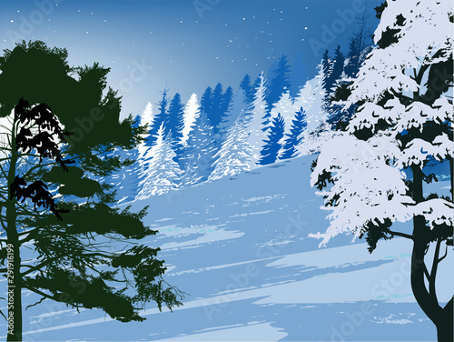 fir fosest in snow on blue background photo