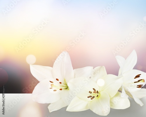 White lilies on white background and buds