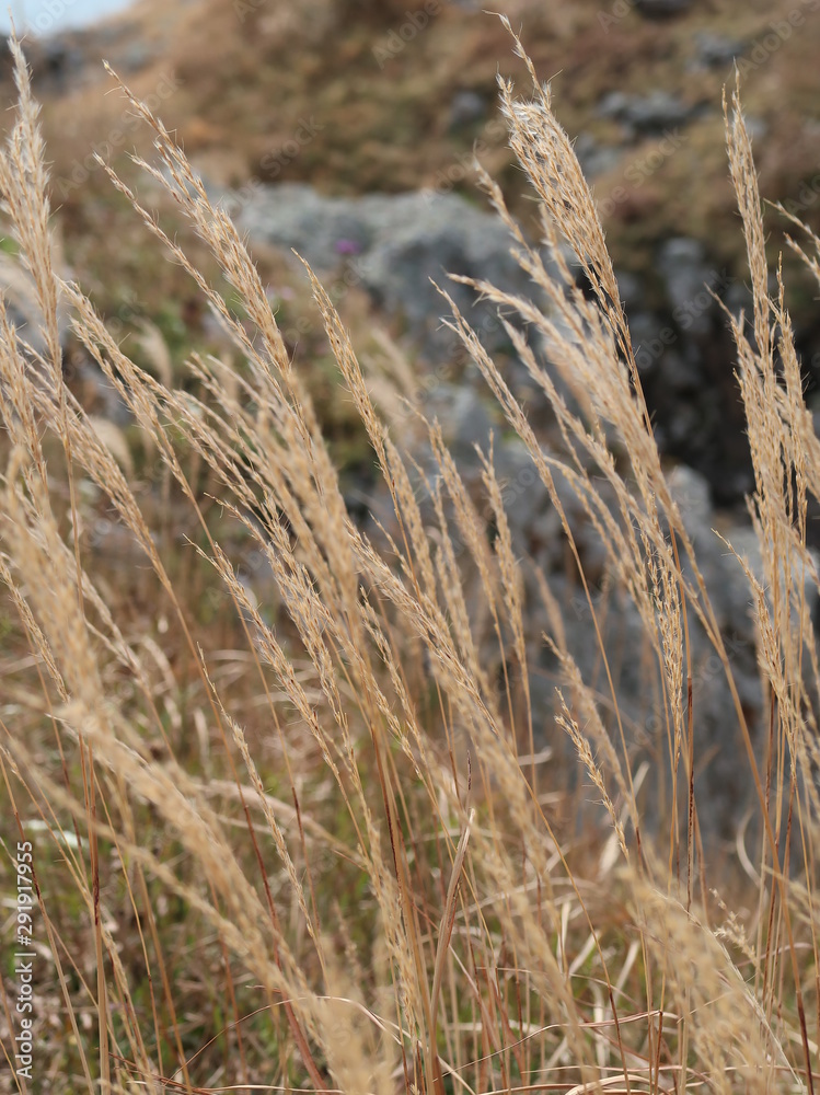 Fototapeta premium spikes on the sea autumn