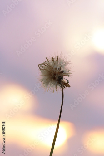 Coatbuttons  Mexican daisy is a flower  grass flower  in Thailand.