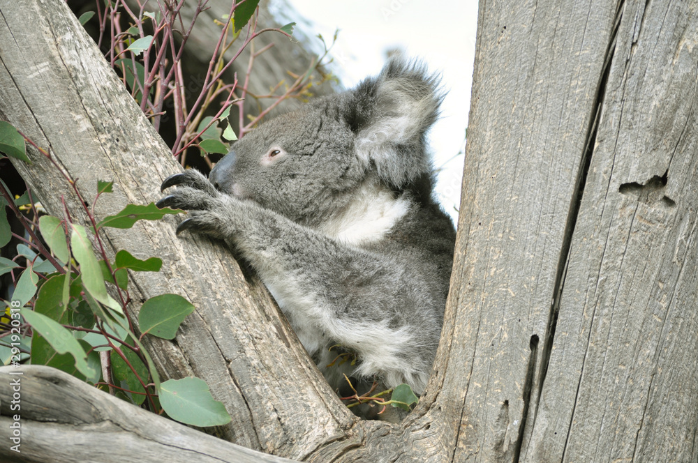 Fototapeta premium koala