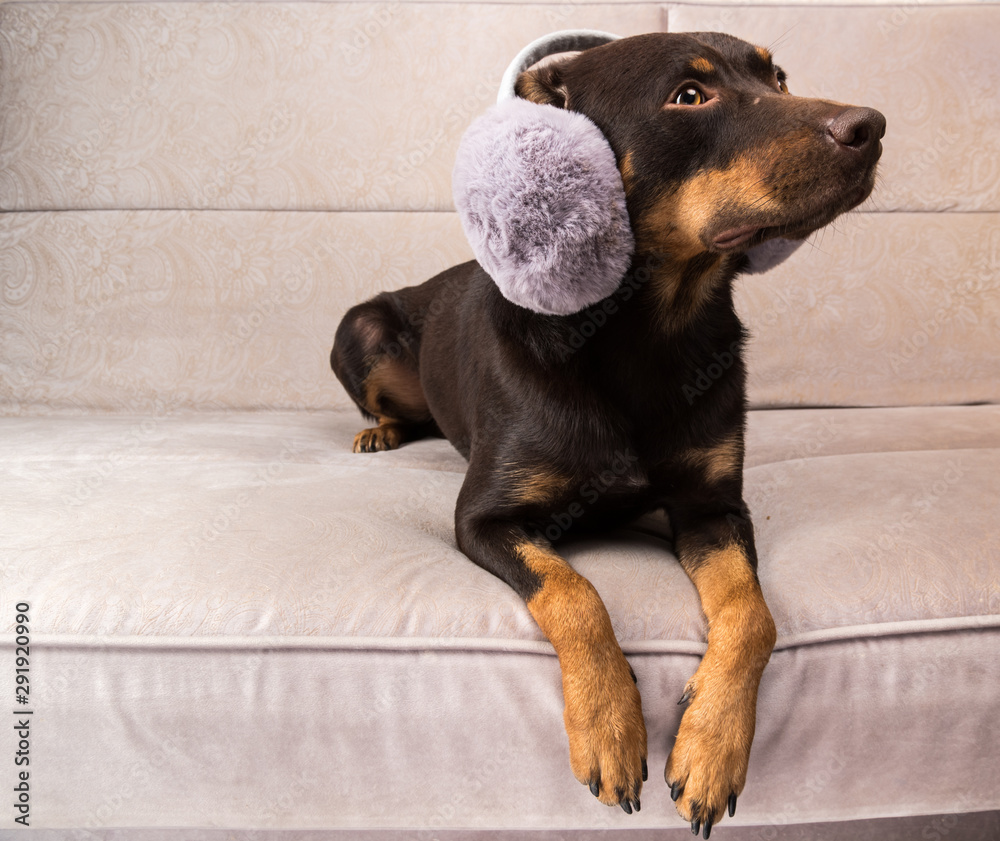 Australian kelpie dog posing on the couch with headphones and cap