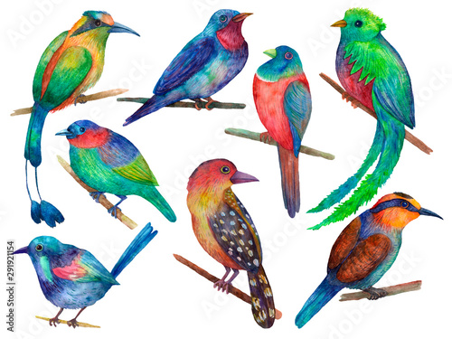 Set of exotic colorful birds watercolor illustration
