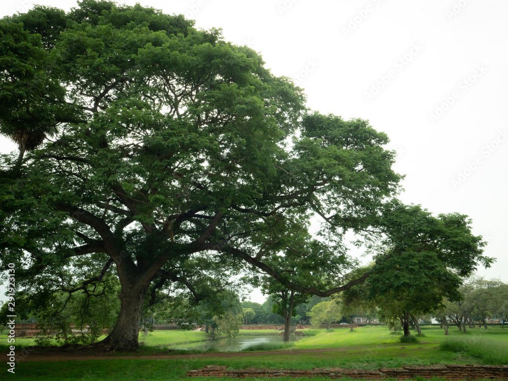 Tree in park. Big Chamchuri Tree and green field and pond. Tree in park. Big Chamchuri Tree and green field and pond.