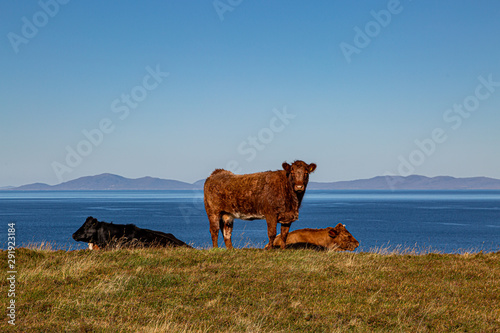 Cows on a hillside with the sea behind, on the Isle of Skye
