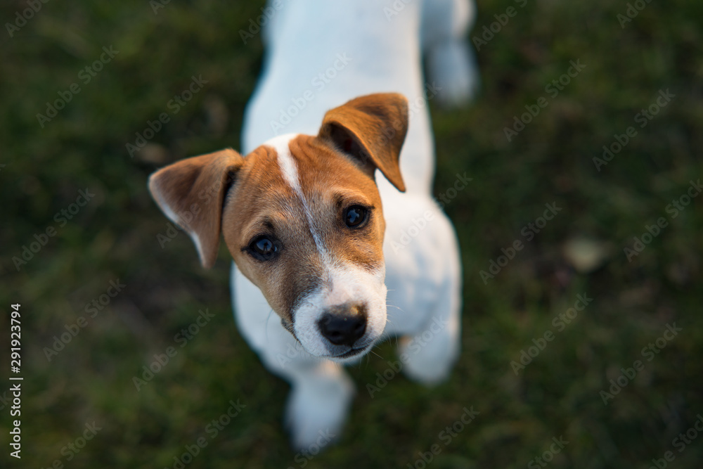 Portrait of Jack Russell puppy.
