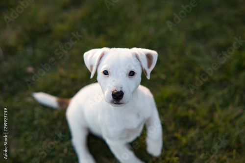 Portrait of Jack Russell puppy.