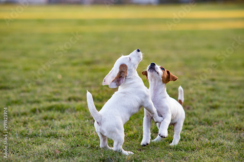 Two Jack Russell puppies play on the grass.