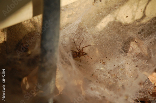 A large spider trying to hide from the world.