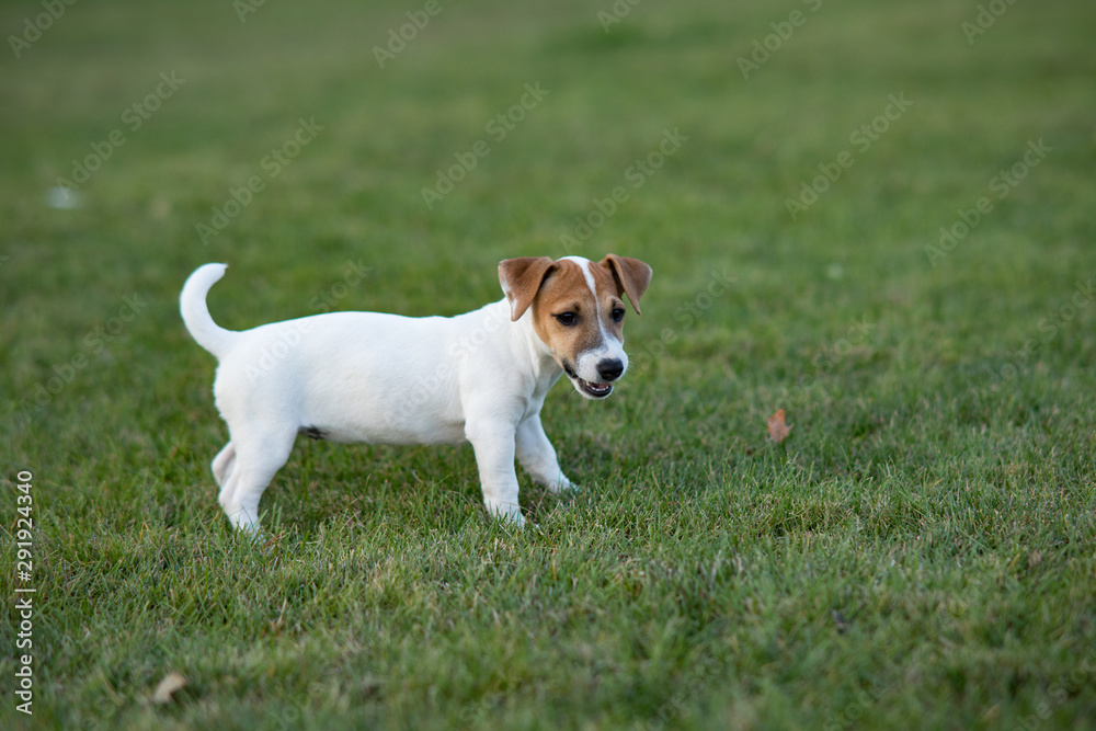 Jack Russell puppy walks on the grass.