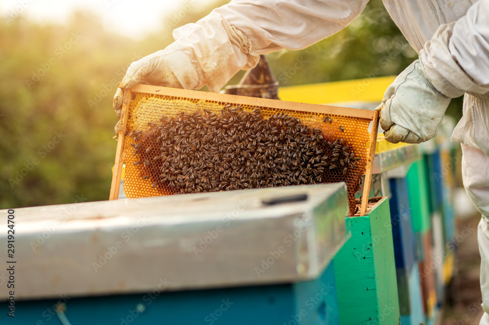 Close up of beekeeper hands working with bees and beehives on the apiary. Close up of beekeeper hands working with bees and beehives on the apiary.