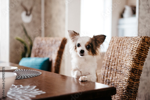 chihuahua dog sits at a table and asks for food, beggar animal. selective focus, film and grain photo