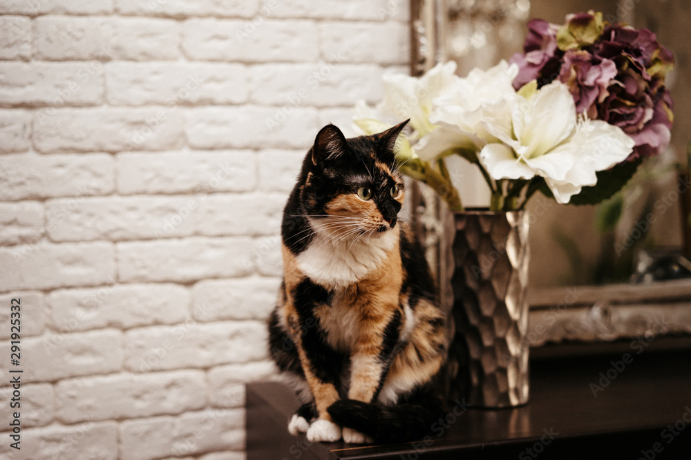  portrait of a beautiful domestic three-suited cat sitting on a table near a bouquet of flowers
