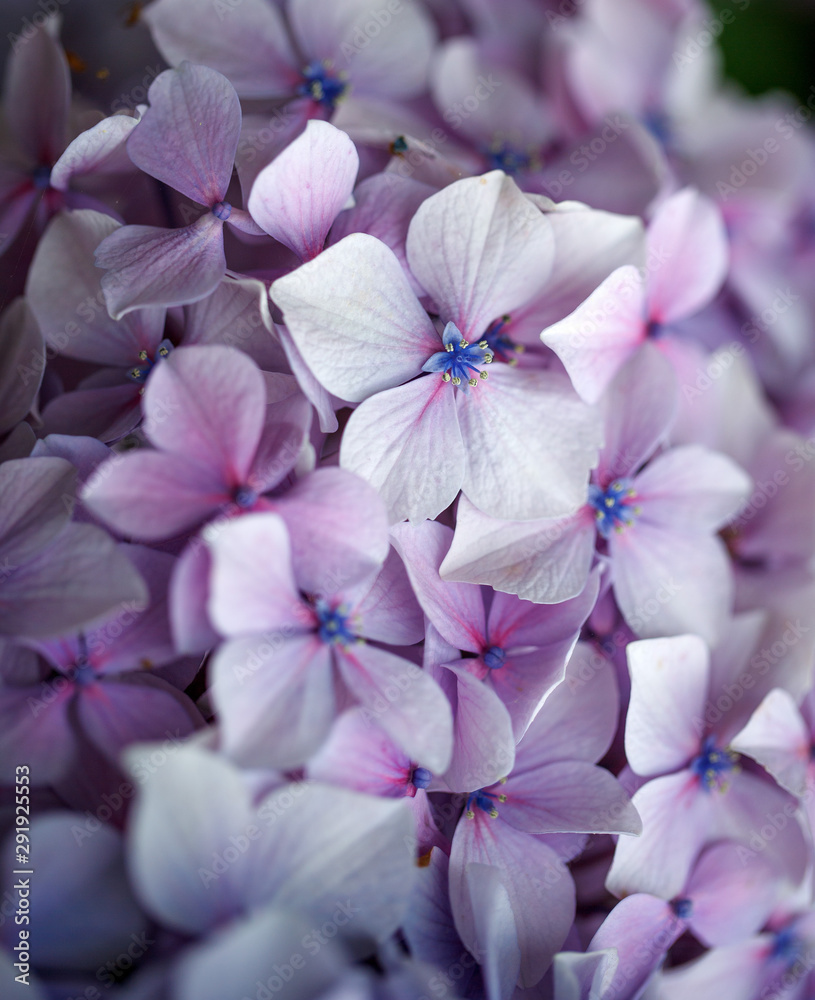 Hortensia Flowers Hortensia Flowers