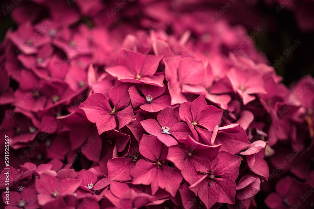Hortensia Flowers Hortensia Flowers