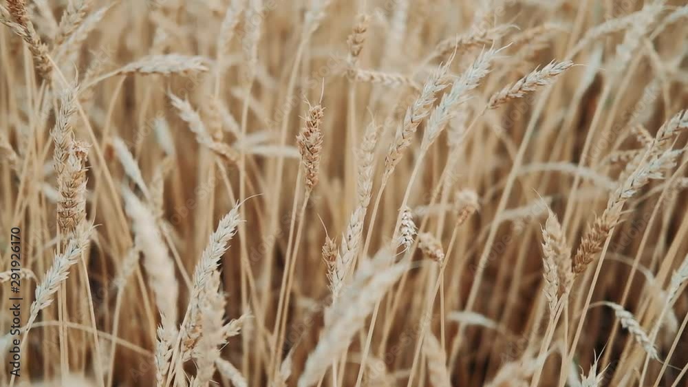 Golden ears are slowly swaying in the wind close-up. View of ripening wheat field at summer day. Agriculture industry. slow motion. Golden ears are slowly swaying in the wind close-up. View of ripening wheat field at summer day. Agriculture industry. slow motion.